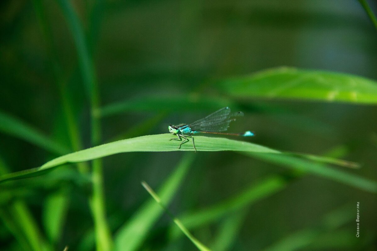 Стрекоза - Oksana Verkhoglyad