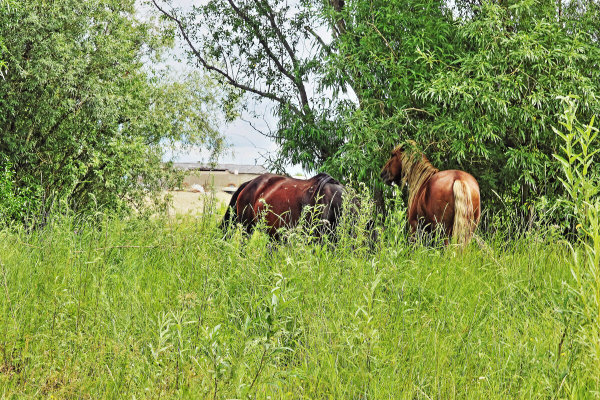 Июль...Пасутся кони на  зеленом лугу! - Владимир 