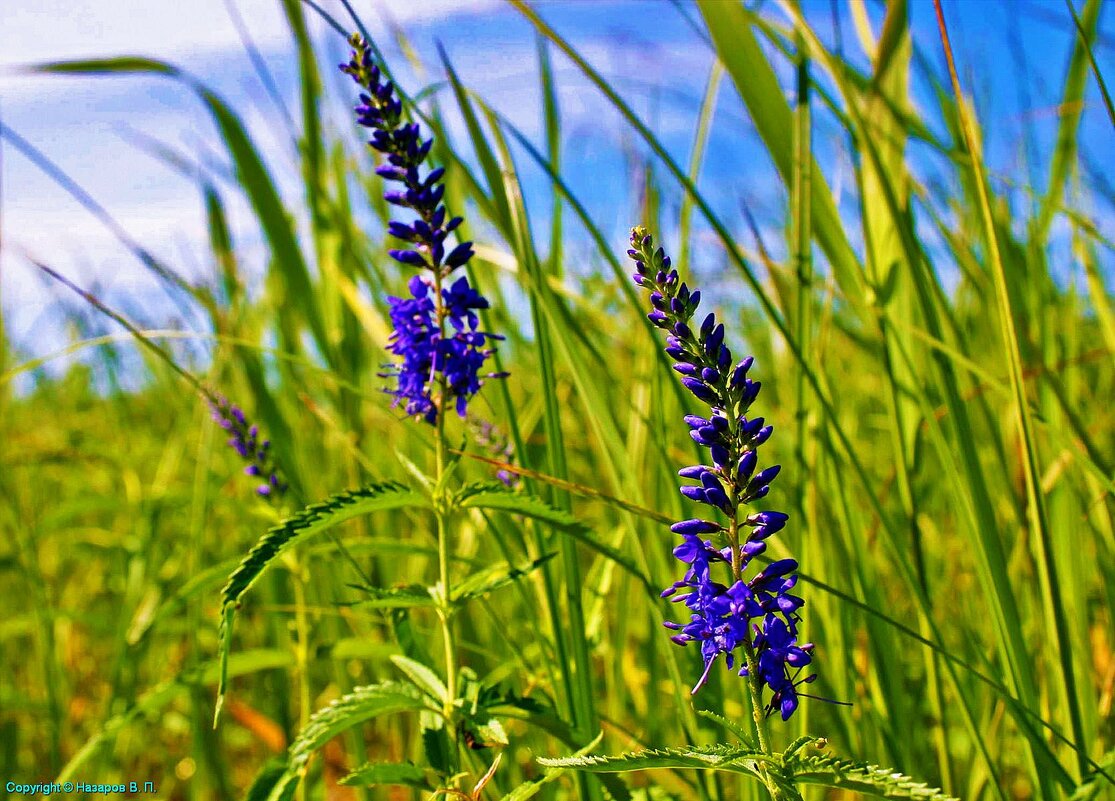 Июль...Вероника длиннолистная в осоке! - Владимир Июль...Вероника длиннолистная в осоке! - Владимир
