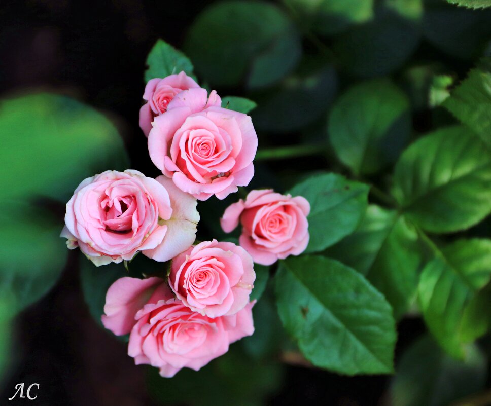 Розы, ах розы! (серия) - Любовь Сахарова