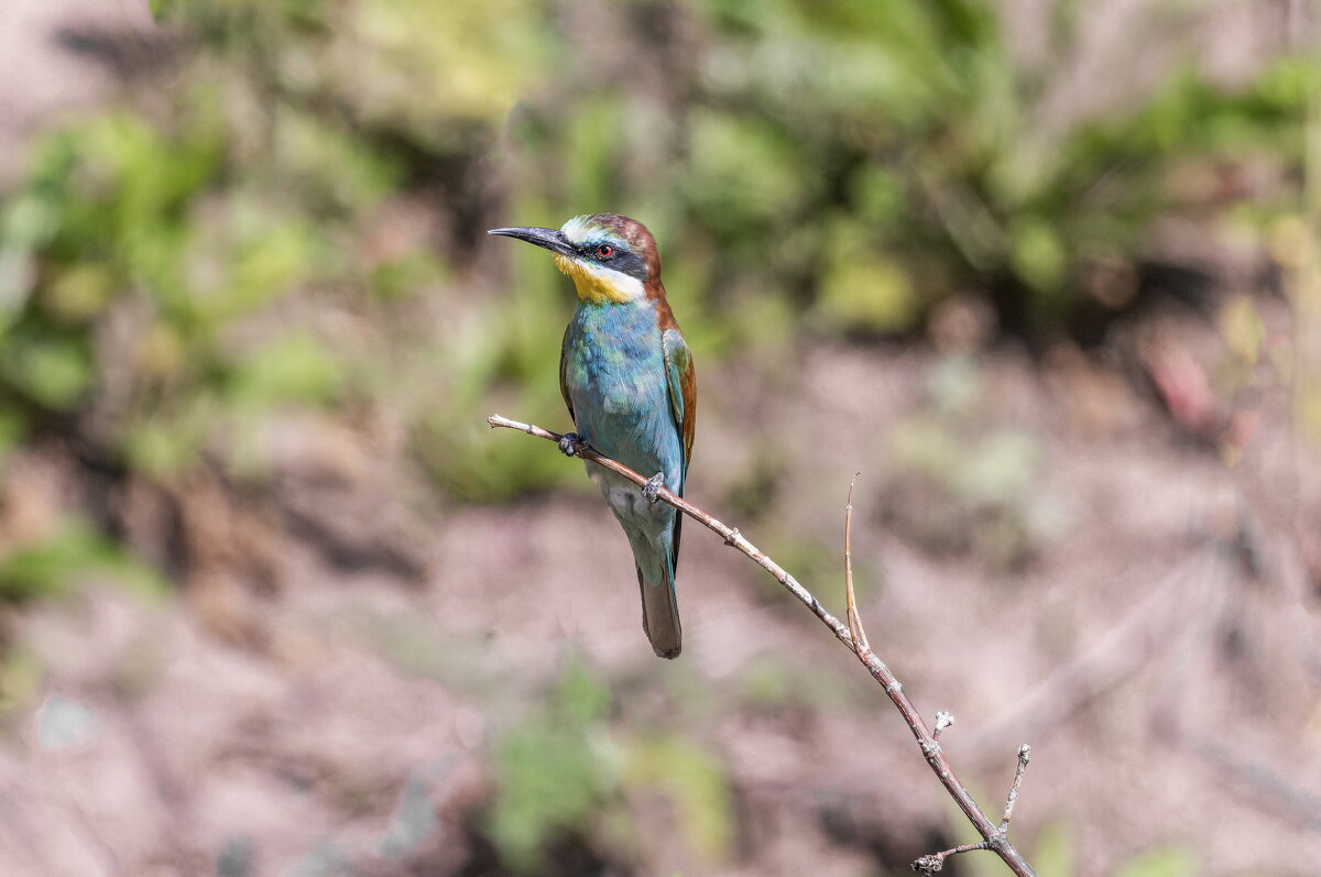 щурки. - юрий макаров