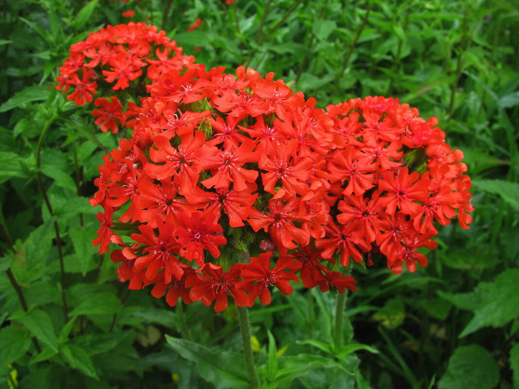 Лихнис цветёт - Людмила Смородинская