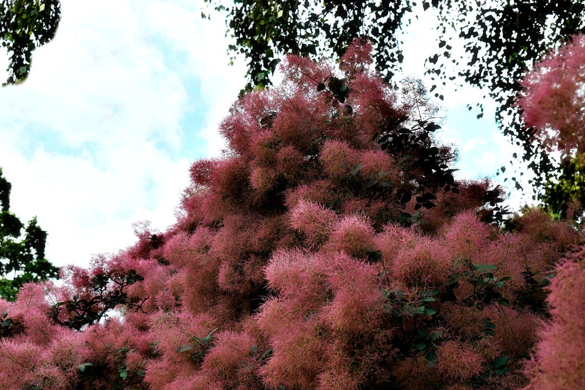 Розовое туманное облако. - Татьяна Помогалова