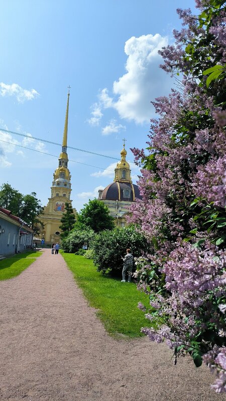 Прощаемся с сиренью до будущей весны! - Ольга Прощаемся с сиренью до будущей весны! - Ольга