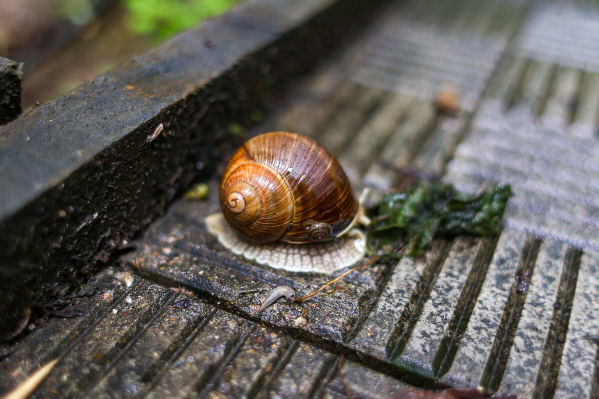 Мать - Марина Мамаева