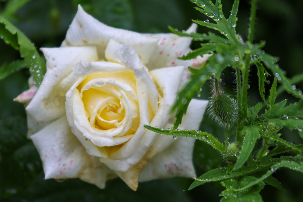 После дождя - Марина Мамаева