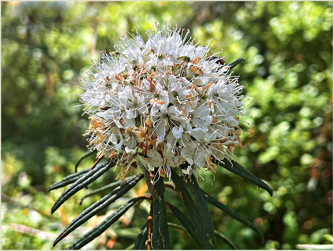 Отцветающий багульник. - Валерия Комова