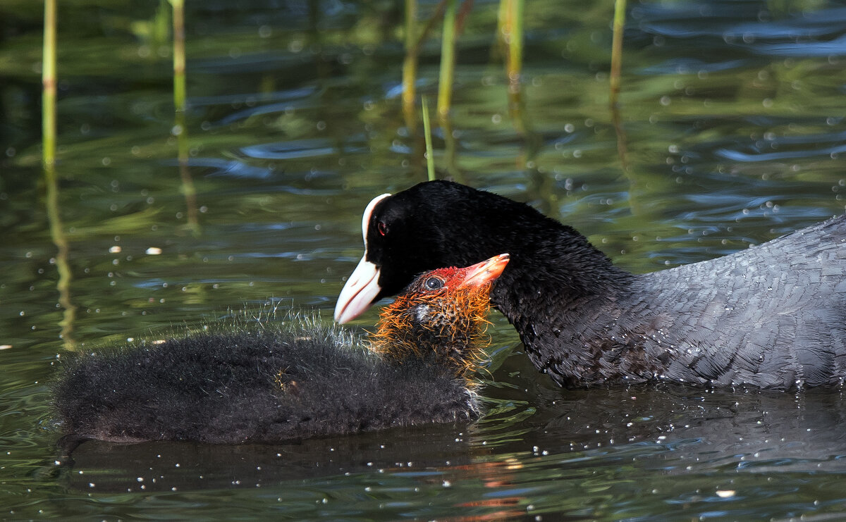 Лысухи. - Владимир Безбородов