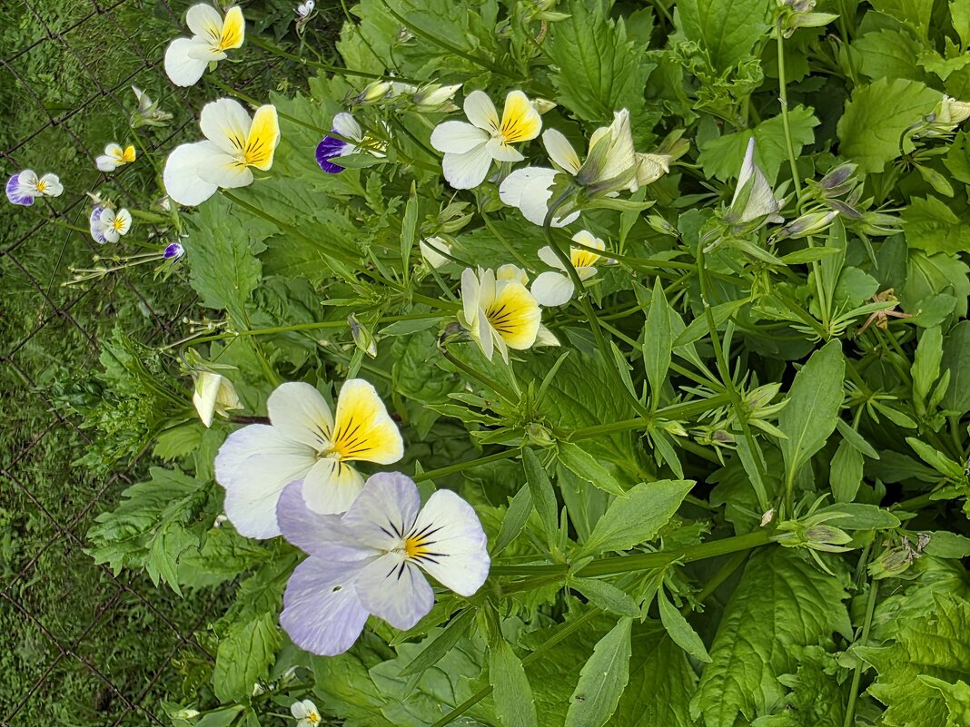 Лето - Алексей Домрин