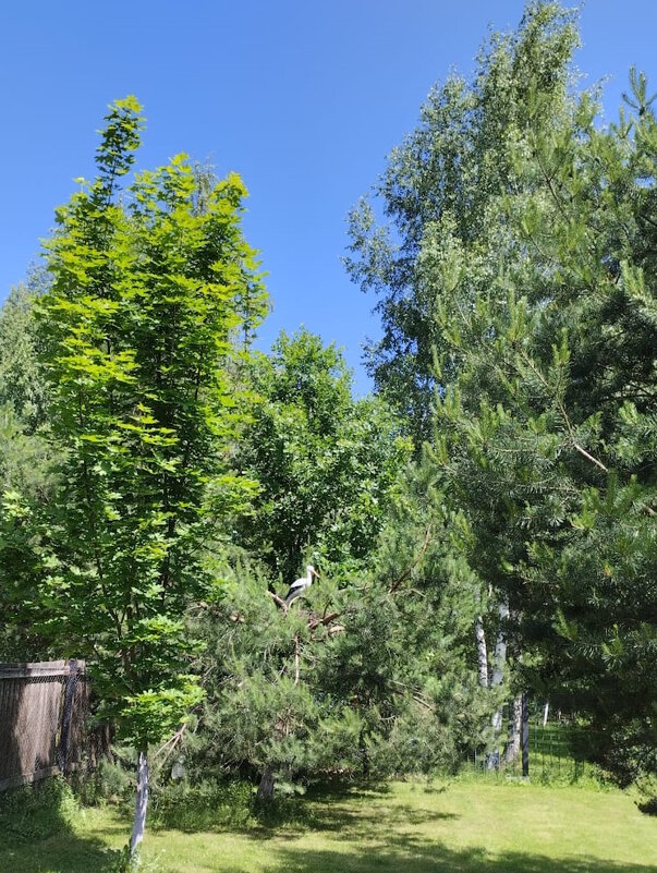 "Аист" заблудился. - Ольга Довженко