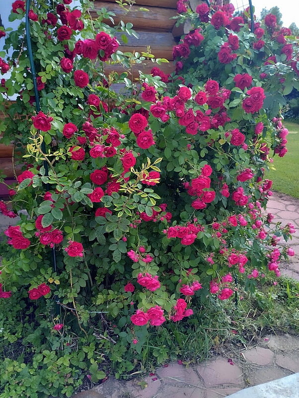 Красота природы. - Ольга Довженко