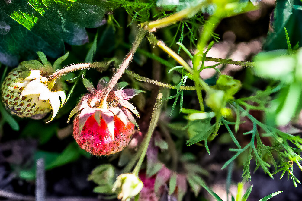 Клубника - Светлана SvetNika17