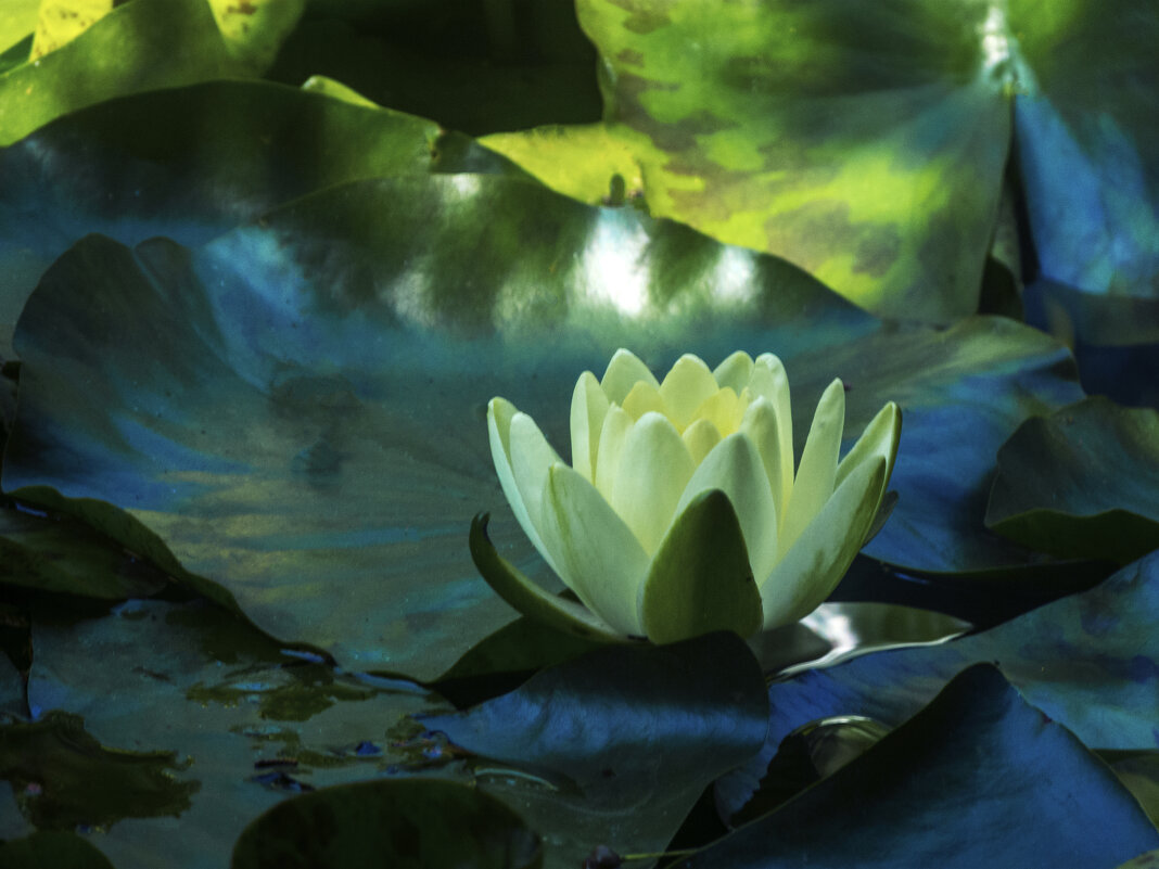 Белая водяная лилия - Валентин Семчишин