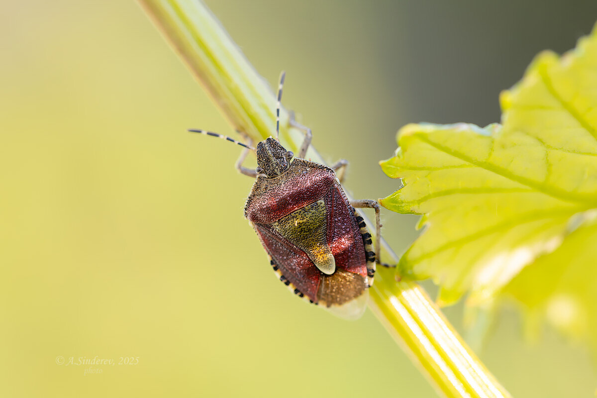 Клоп щитник ягодный - Александр Синдерёв