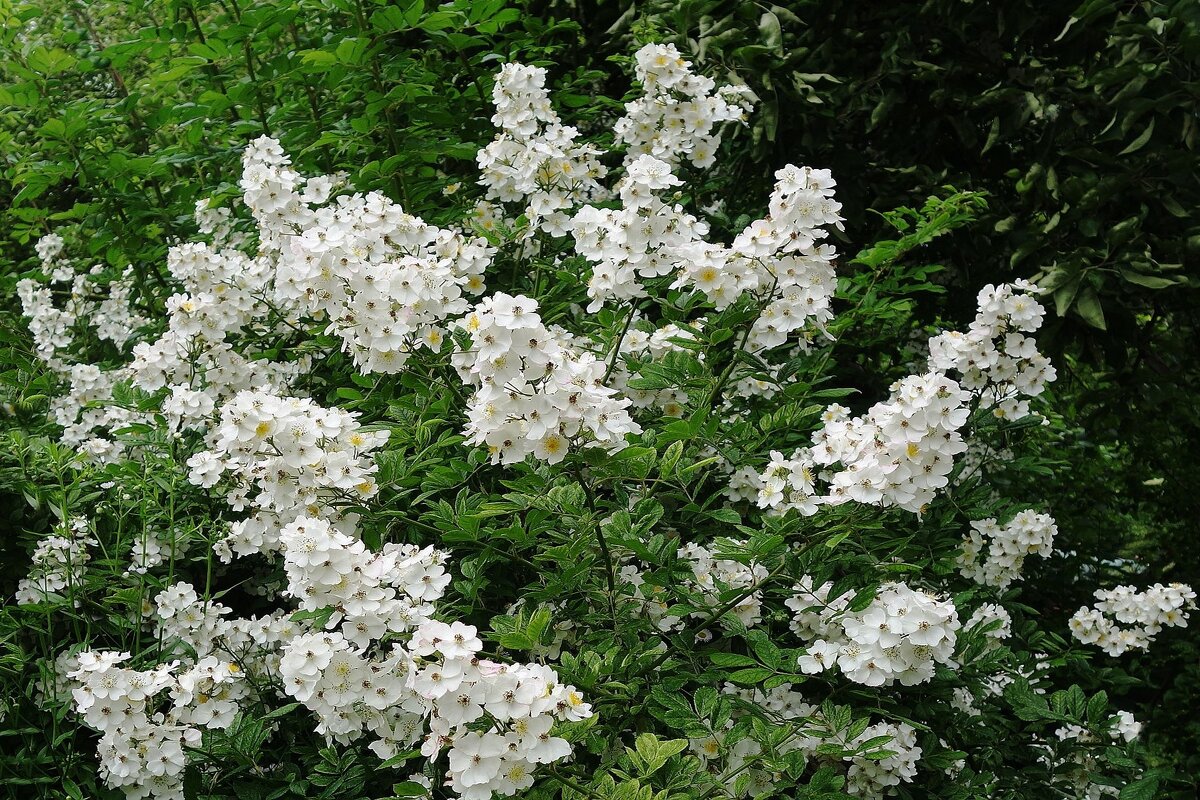 Цветет Шиповник многоцветковый - Рита Симонова