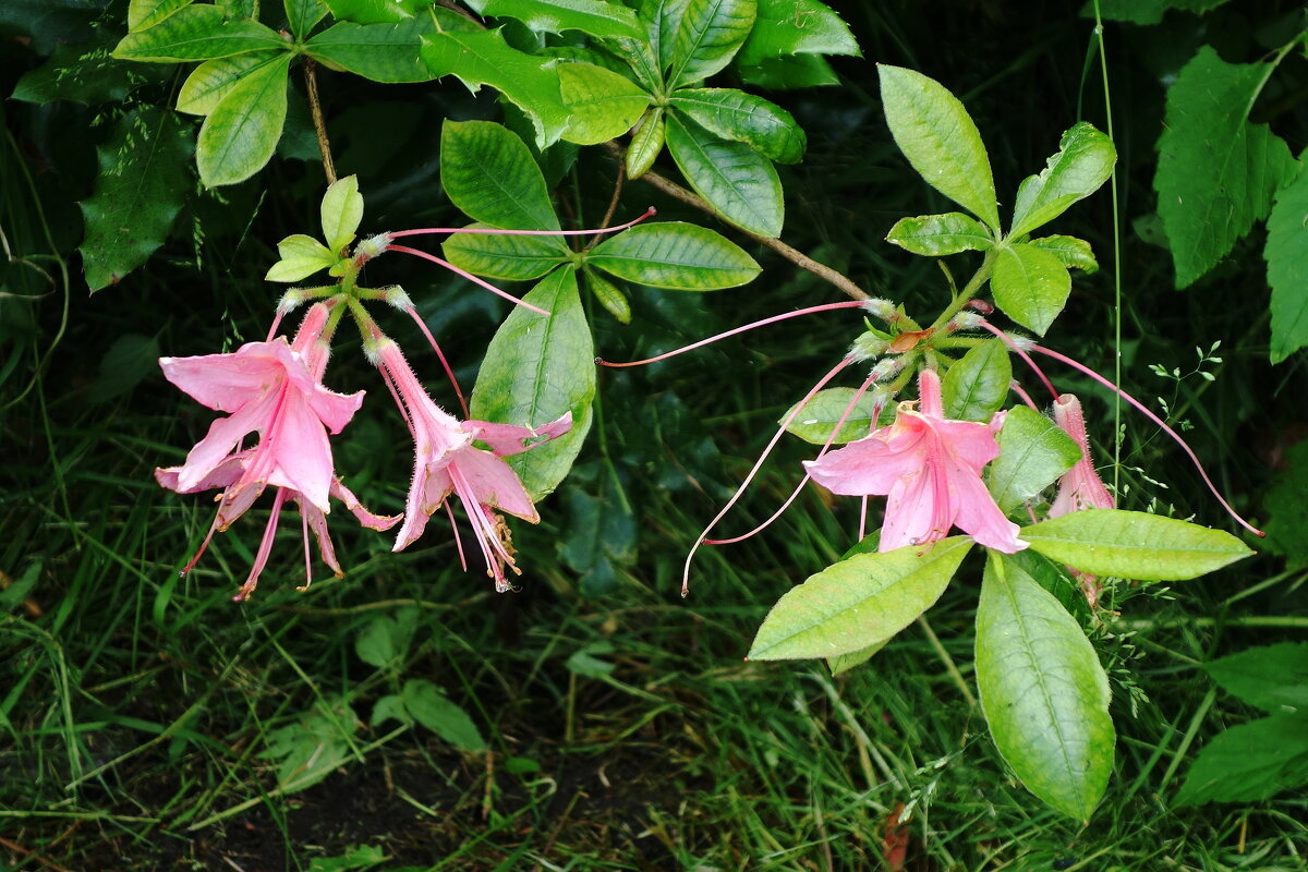 Рододендрон розовый - Рита Симонова Рододендрон розовый - Рита Симонова