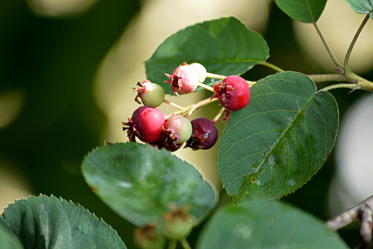 Ирга или коринка по-народному - Татьяна Лютаева