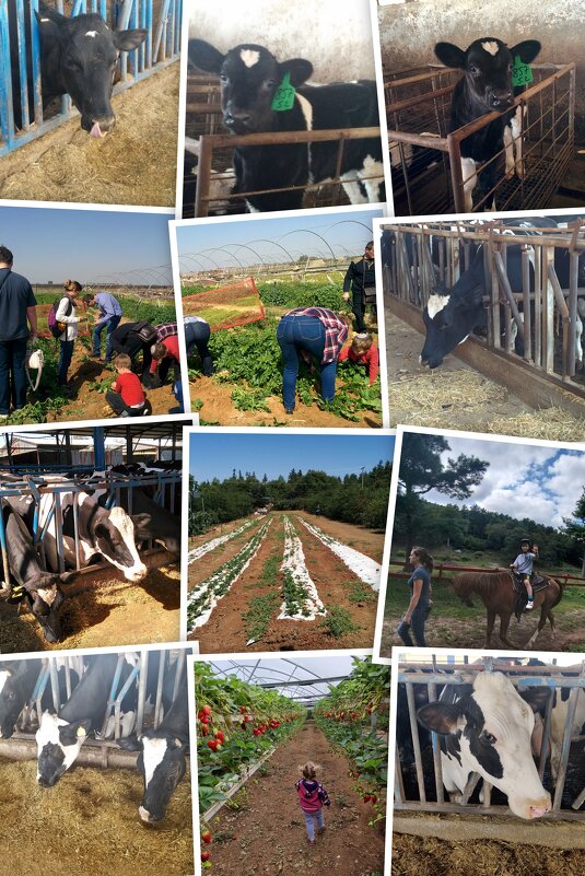 Сельская жизнь - Светлана Хращевская