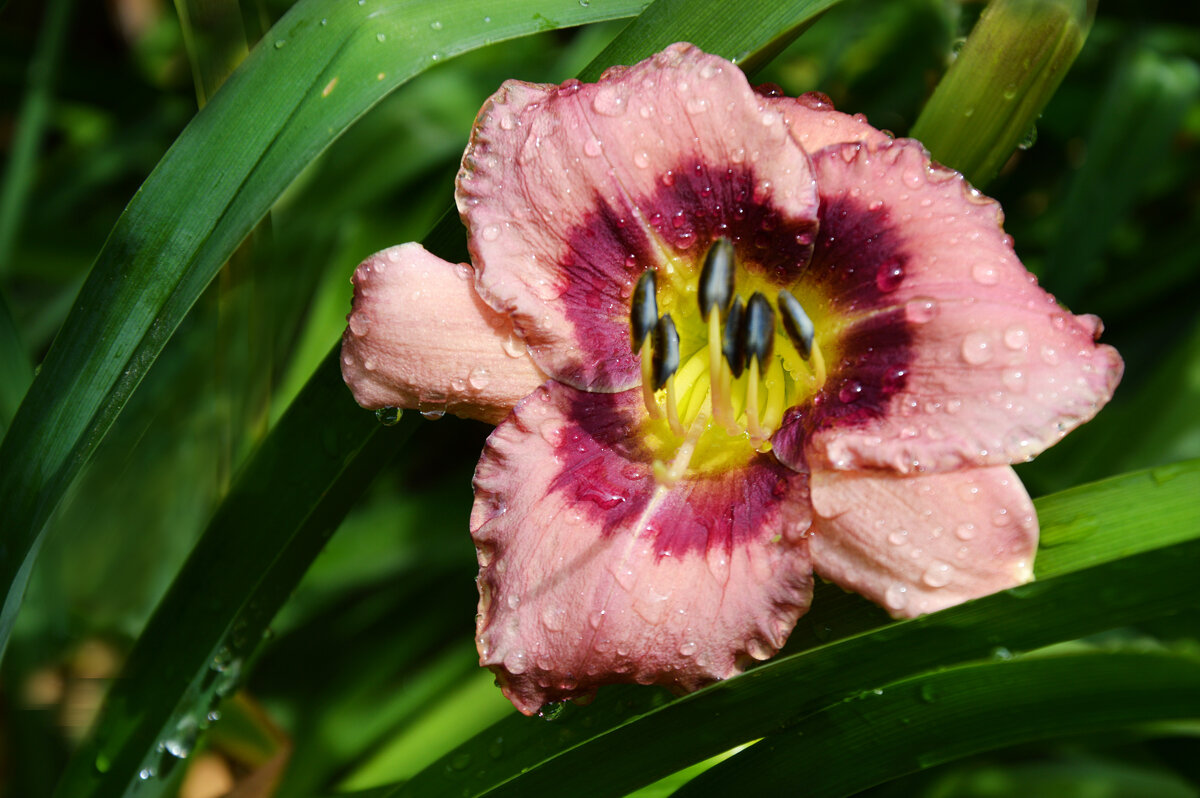 После дождя.... - Надежда Куркина 