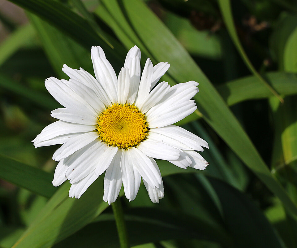 Летняя красавица - Светлана 