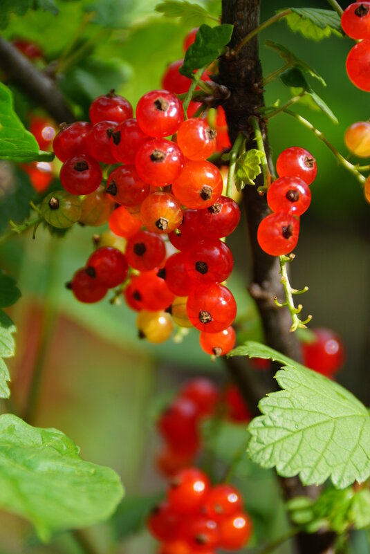 Смородина - Наталия Григорьева Смородина - Наталия Григорьева