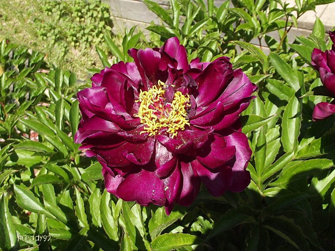 Пион - Freddy 97