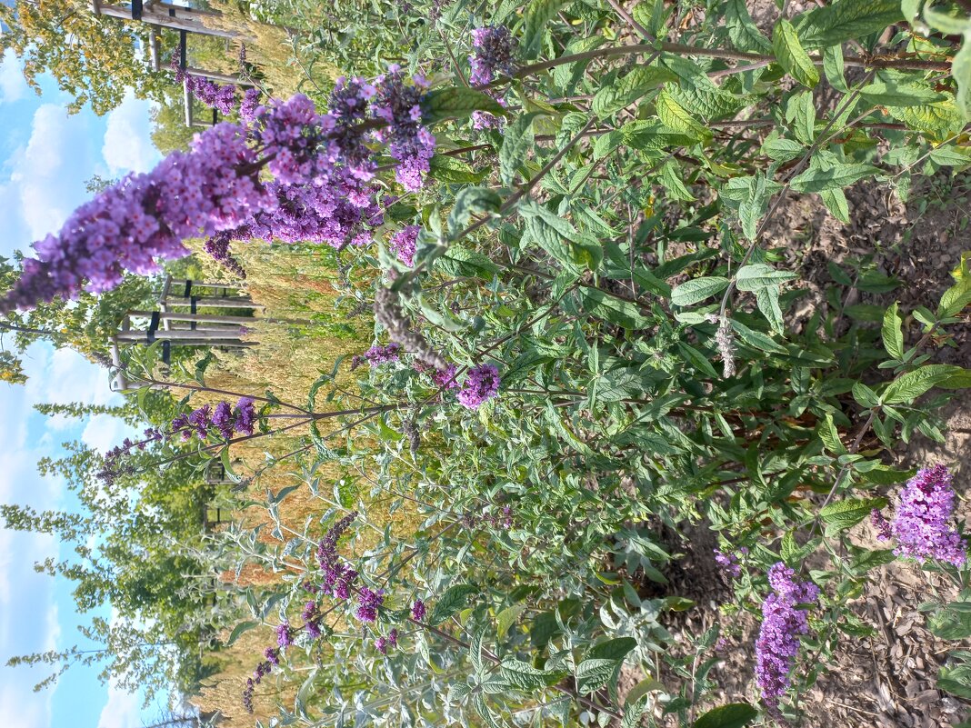 Цветы - Svetlana 