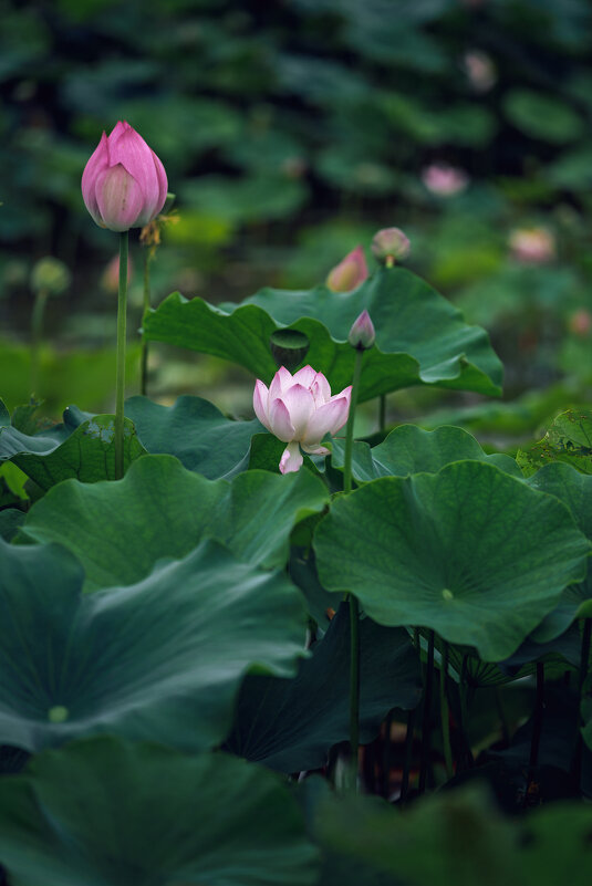 Лотосы в парке - Дмитрий Лотосы в парке - Дмитрий