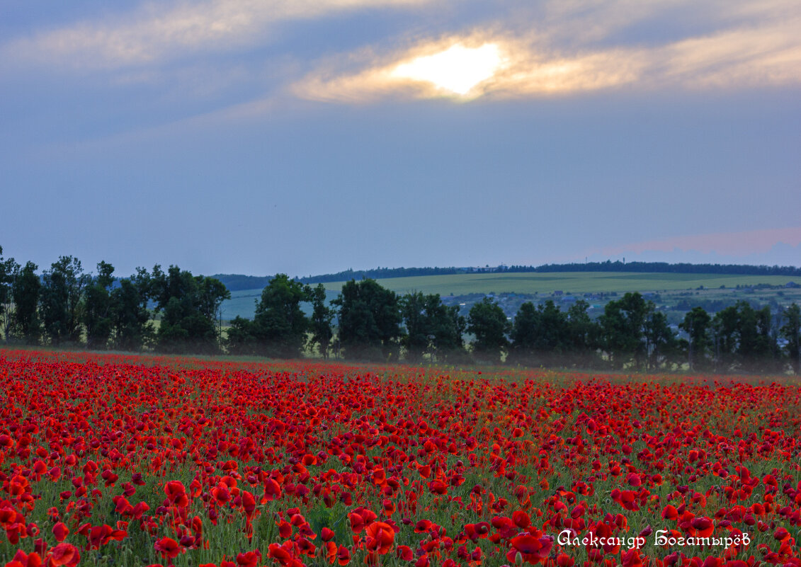 маки Ставрополья - Александр Богатырёв