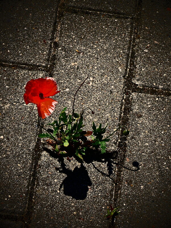 Летние этюды 47 - Алексей Кузнецов