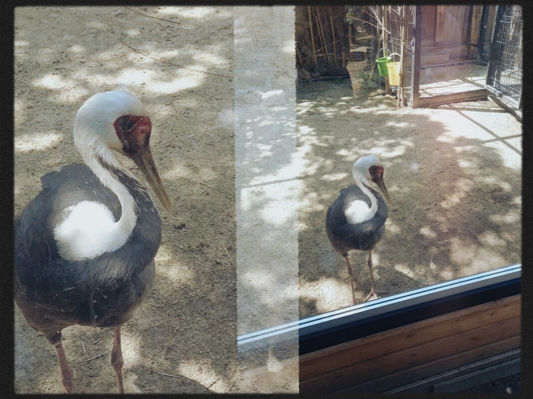 Аист в заключении. - Игорь Солдаткин