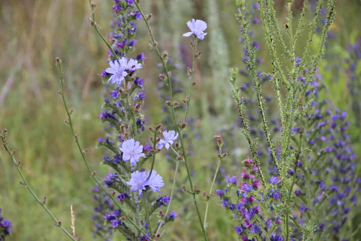 Лето. - Венера Чуйкова