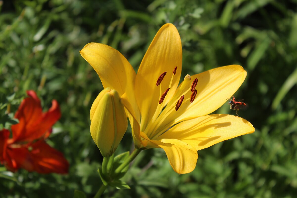 Лилия. - Владимир Помазан