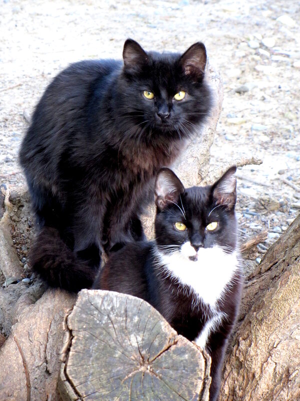 Семья - Валерий 