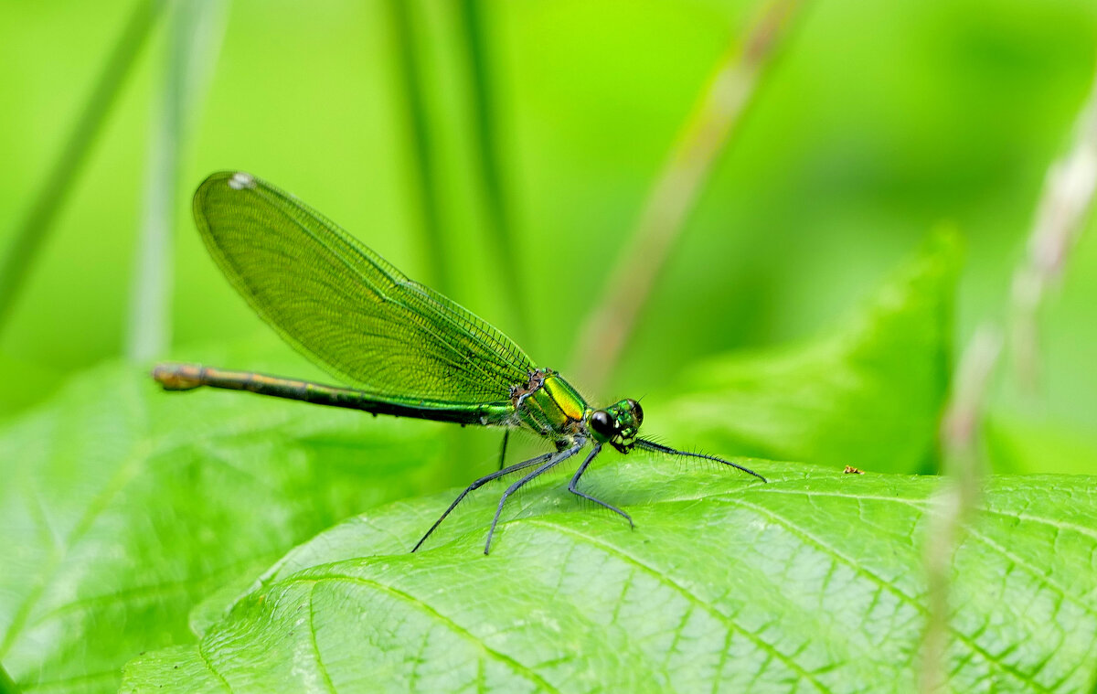 в последний день июня 8 - Александр Прокудин в последний день июня 8 - Александр Прокудин