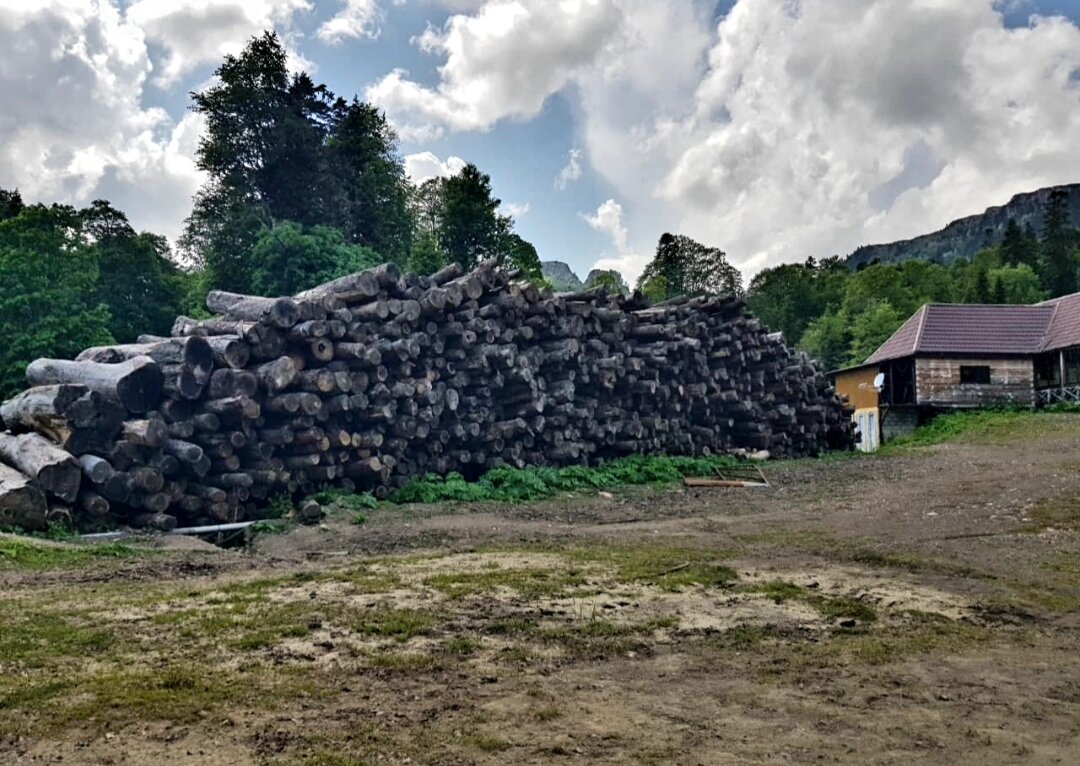 Яворова поляна - Tata Wolf