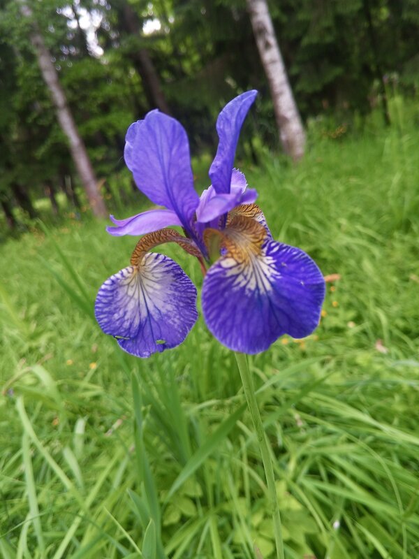 Ирис - Сапсан 