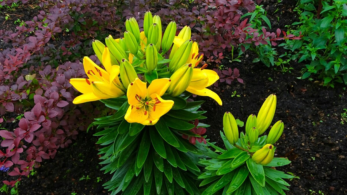 Цветы на городских клумбах. - Милешкин Владимир Алексеевич Цветы на городских клумбах. - Милешкин Владимир Алексеевич