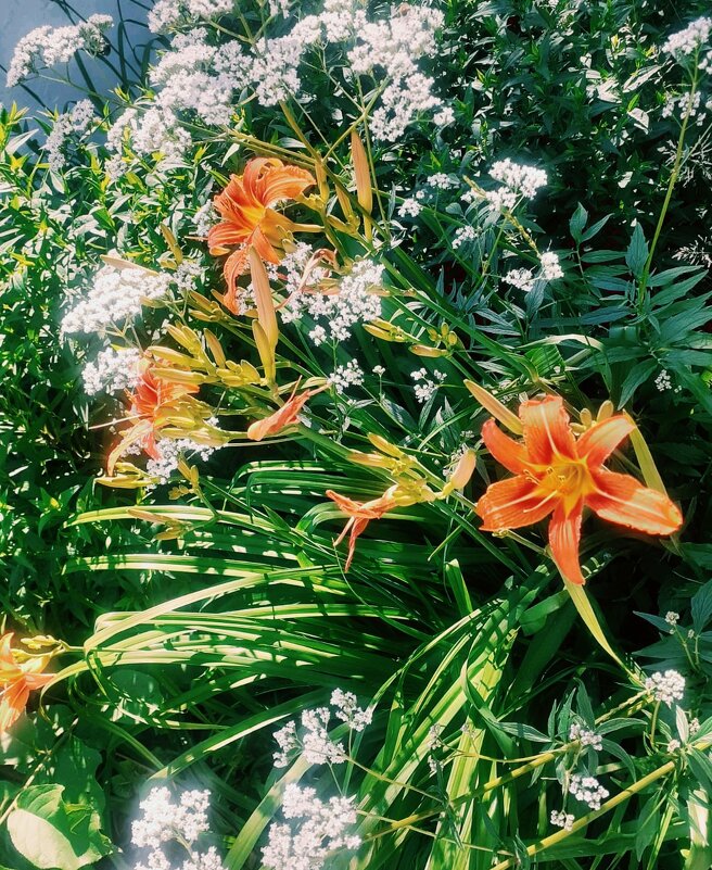 Июль - Георгиевич 