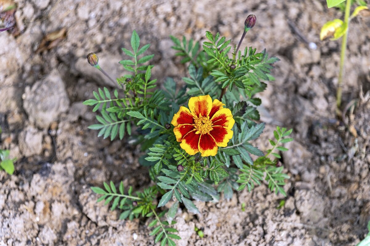 Красава - Валерий Иванович Красава - Валерий Иванович