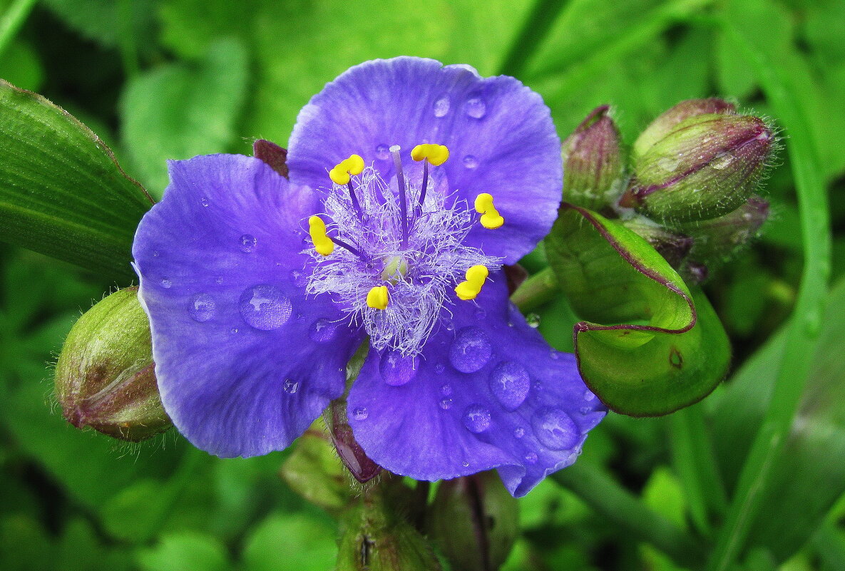 После дождя - Людмила Смородинская