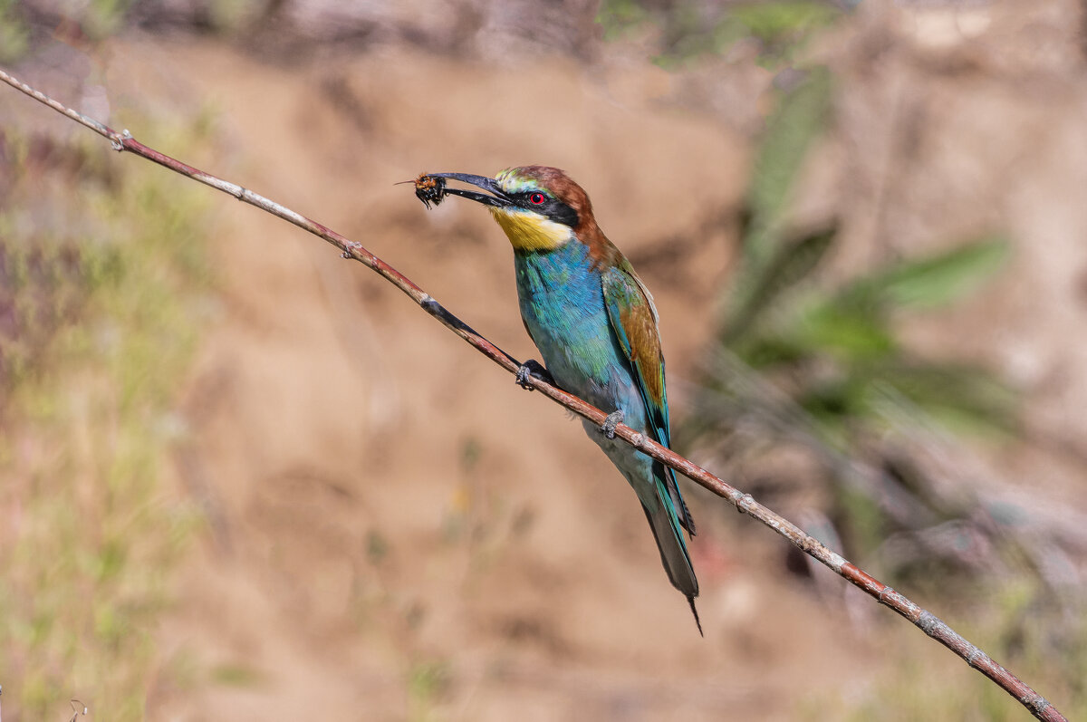 щурки. - юрий макаров щурки. - юрий макаров