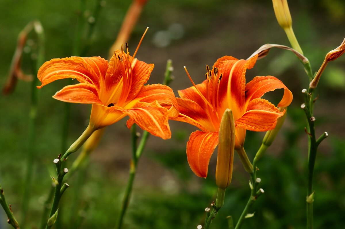 Утренний поцелуй - Юрий. Шмаков