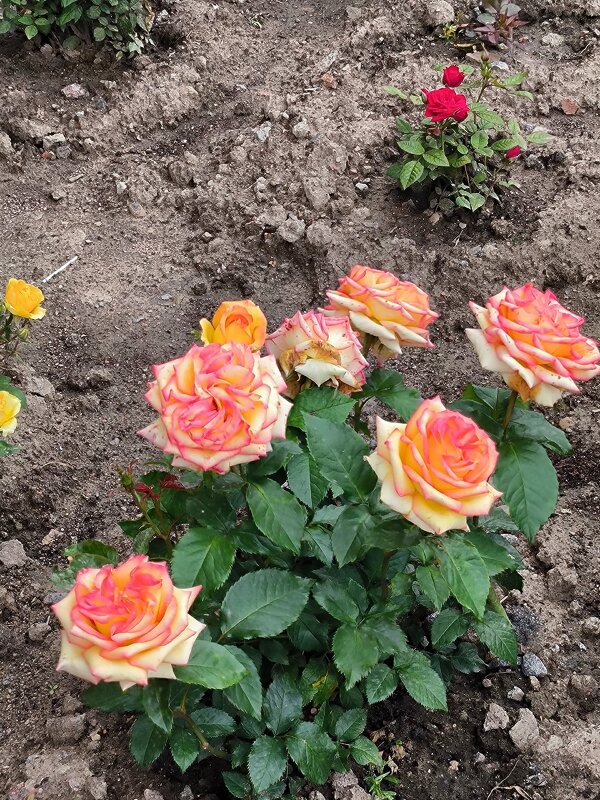 И пусть погода не летняя, а розы цветут! - Ольга 