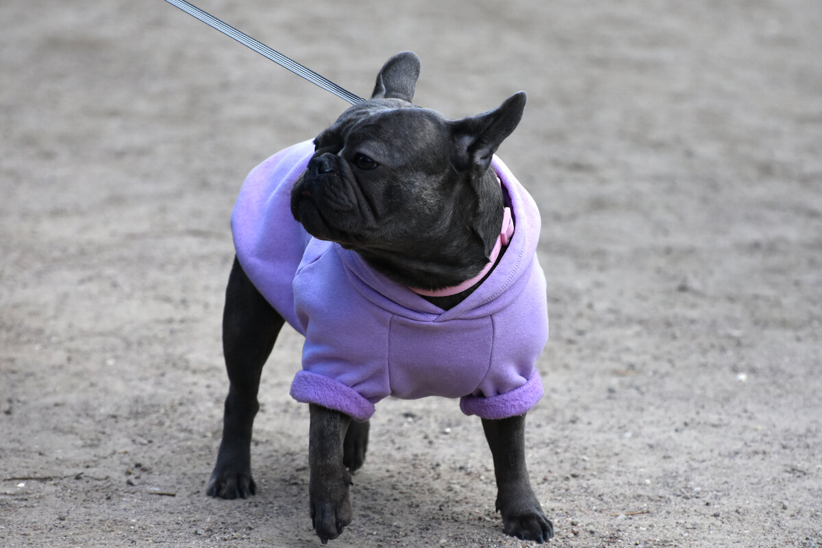 Москва. Парад французских бульдогов в усадьбе «Воронцово». - Наташа ***** Москва. Парад французских бульдогов в усадьбе «Воронцово». - Наташа *****