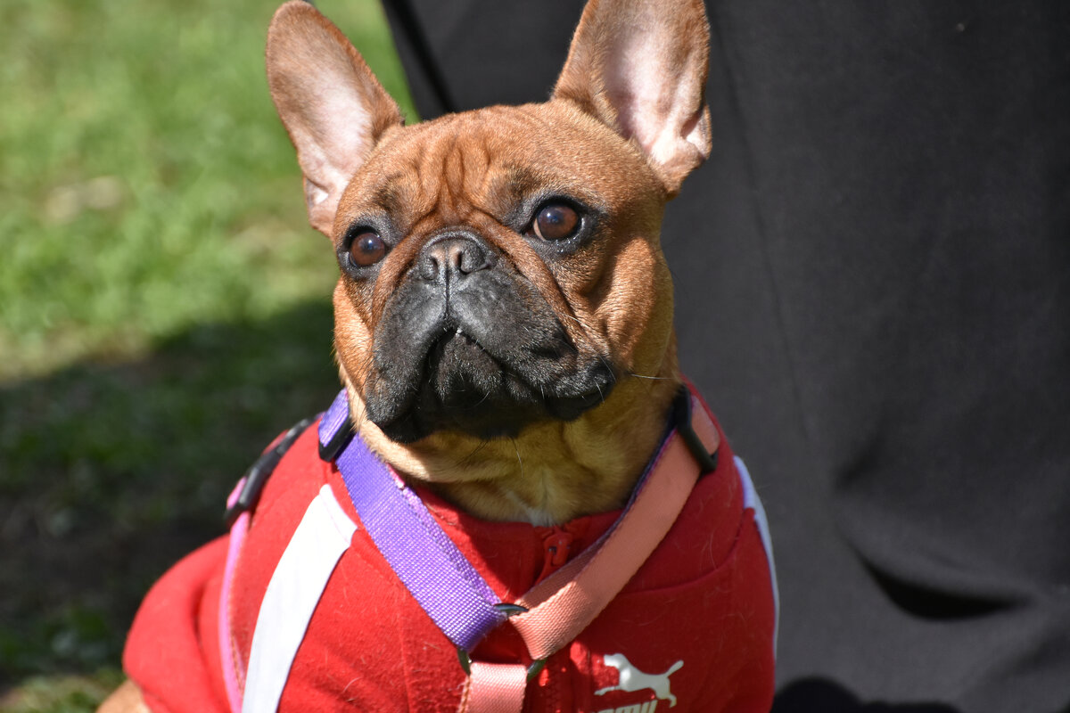 Москва. Парад французских бульдогов в усадьбе «Воронцово». - Наташа *****