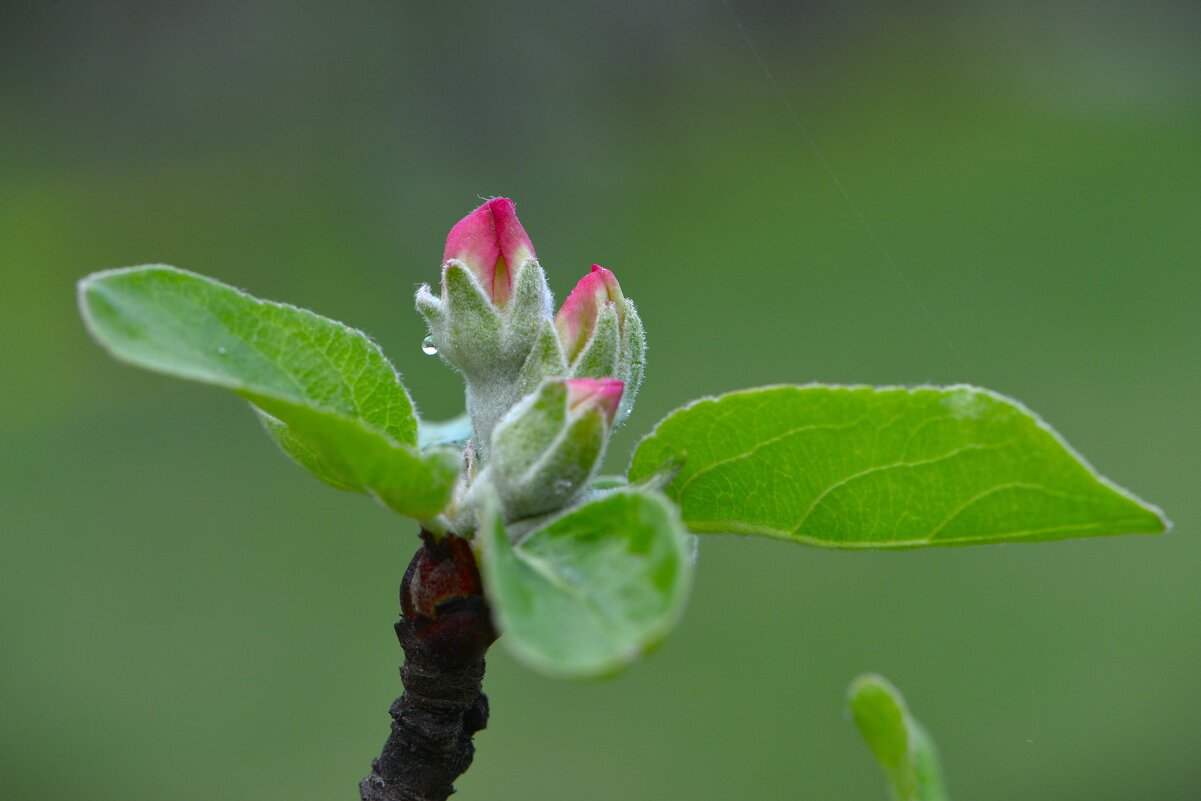 Яблоня - Константин Анисимов Яблоня - Константин Анисимов