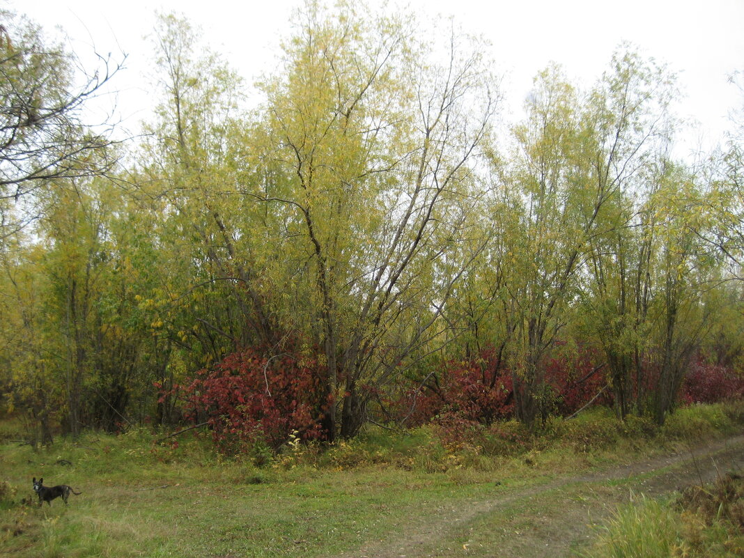 Прогулки - Anna Ivanova