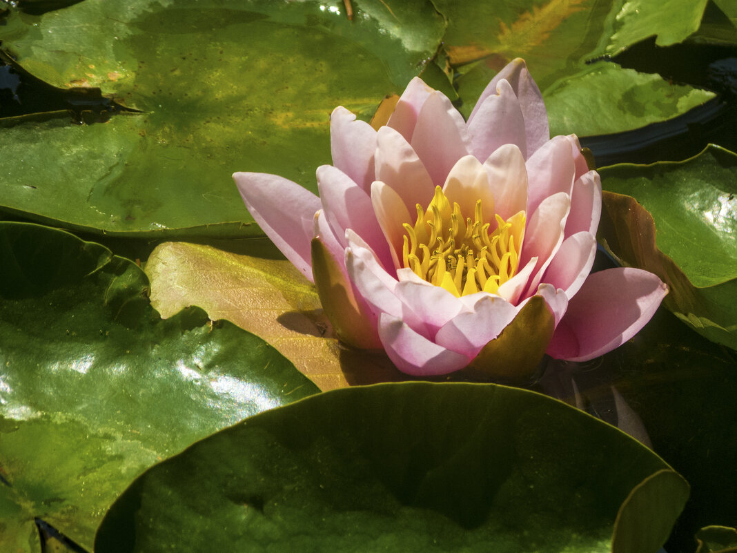 Бледно розовая лилия - Валентин Семчишин Бледно розовая лилия - Валентин Семчишин