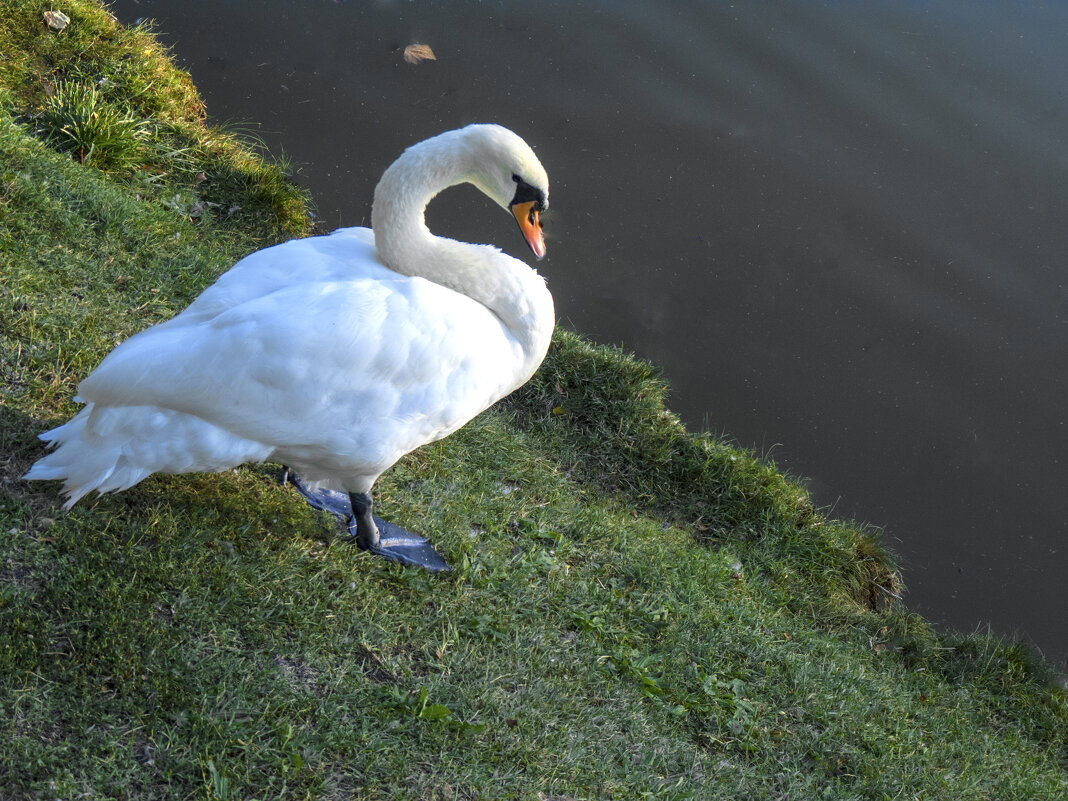 Лебеди  Гагаринского  парка - Валентин Семчишин